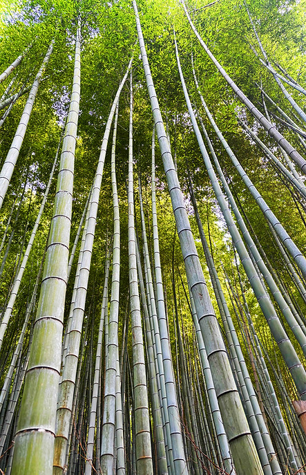 Bamboo-Forest-Fushimi-Inari-Taisha-Kyoto-IMG_4922-1500x2000px.jpg