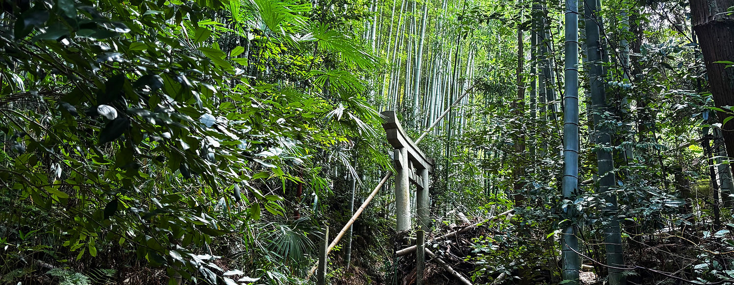 Bamboo-Forest-Fushimi-Inari-Taisha-Kyoto-IMG_4918-1500x2000px.jpg
