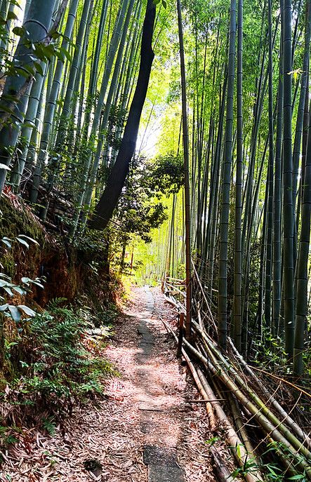 Bamboo-Forest-Fushimi-Inari-Taisha-Kyoto-IMG_4924-1500x2000px.jpg